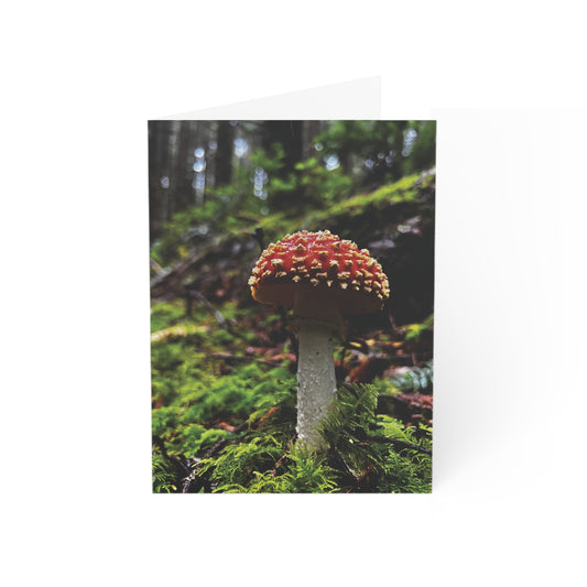 Fogarty Amanita Greeting Cards (1, 10, 30, and 50pcs)