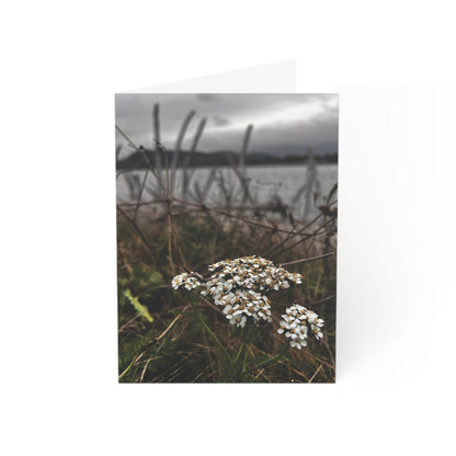 Siletz Yarrow Greeting Cards (1, 10, 30, and 50pcs)