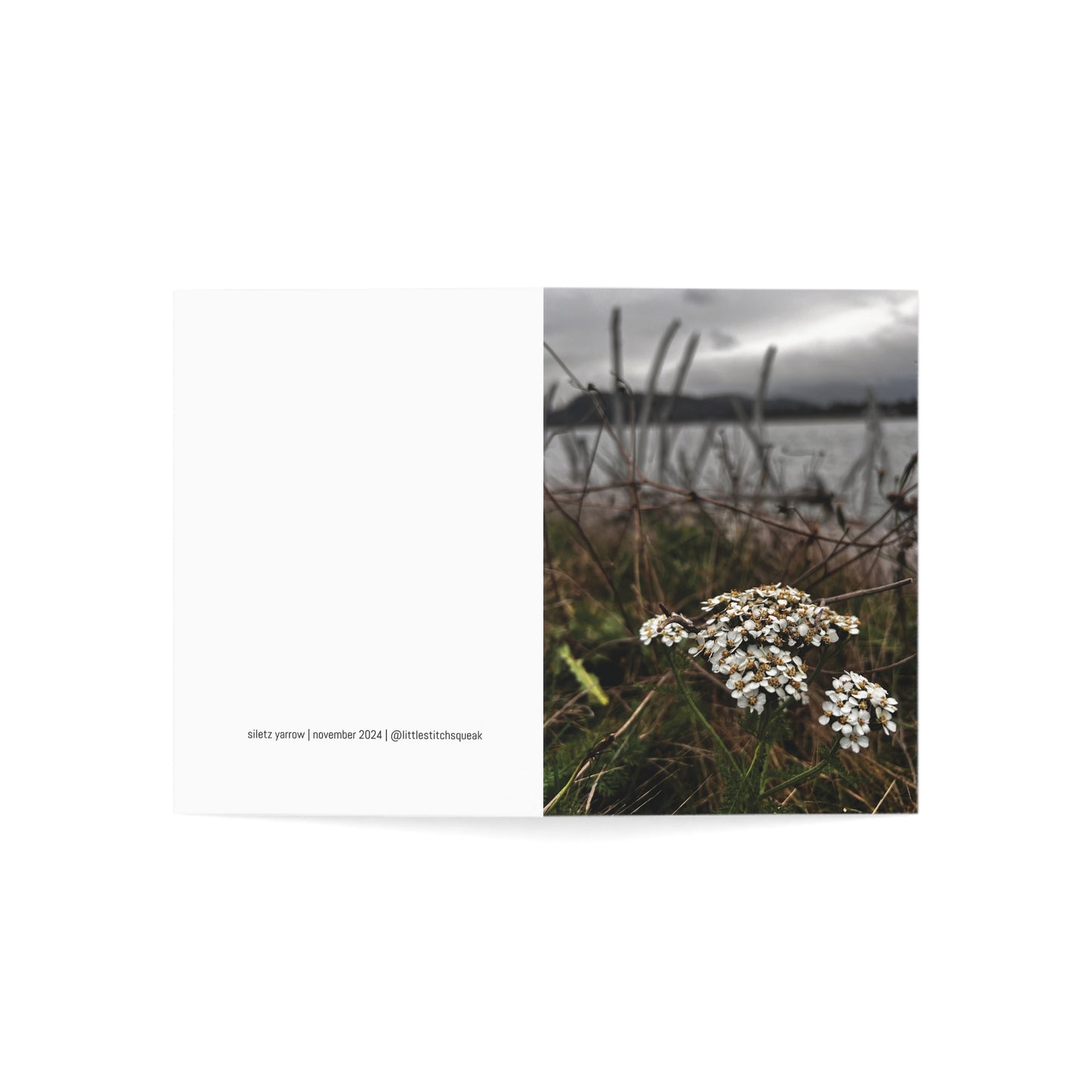 Siletz Yarrow Greeting Cards (1, 10, 30, and 50pcs)