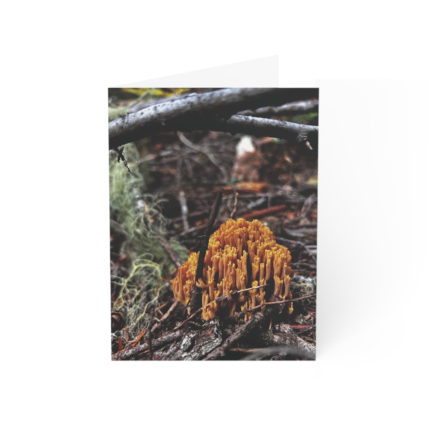 Frog Lake Fungus Greeting Cards (1, 10, 30, and 50pcs)