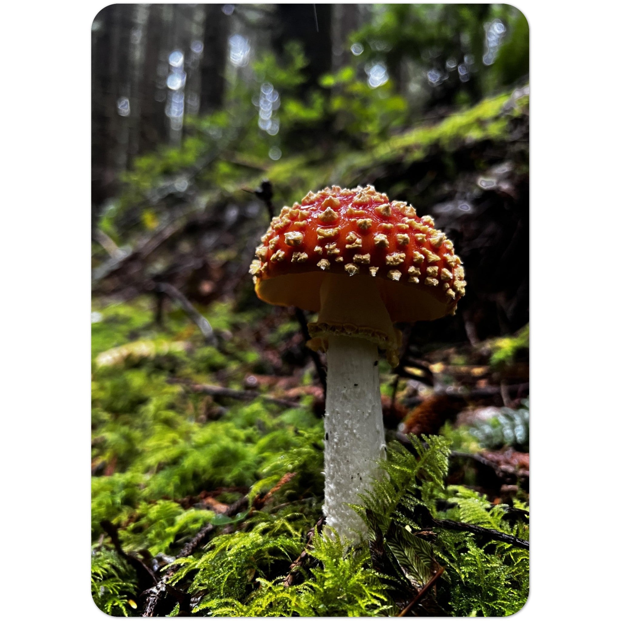 Fogarty Amanita : Pack of 10 Post Cards – Little Stitch Squeak